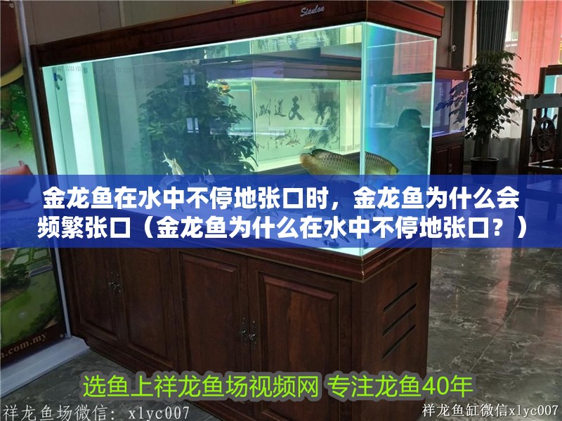 金龍魚在水中不停地張口時，金龍魚為什么會頻繁張口（金龍魚為什么在水中不停地張口？）