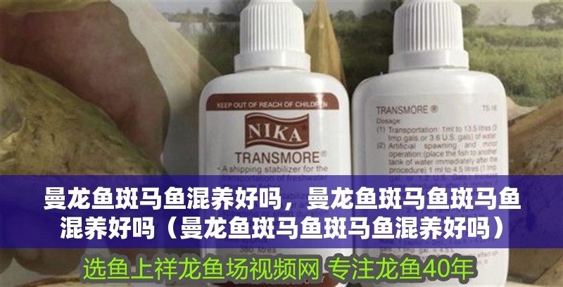 曼龍魚斑馬魚混養好嗎，曼龍魚斑馬魚斑馬魚混養好嗎（曼龍魚斑馬魚斑馬魚混養好嗎）