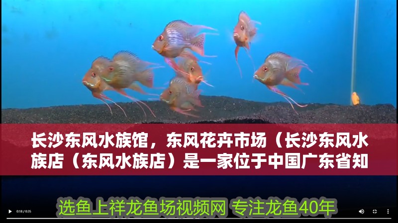 長沙東風水族館，東風花卉市場（長沙東風水族店（東風水族店）是一家位于中國廣東省知名水族館）