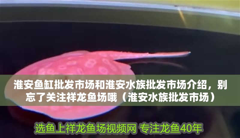 淮安魚缸批發(fā)市場和淮安水族批發(fā)市場介紹，別忘了關(guān)注祥龍魚場哦（淮安水族批發(fā)市場）