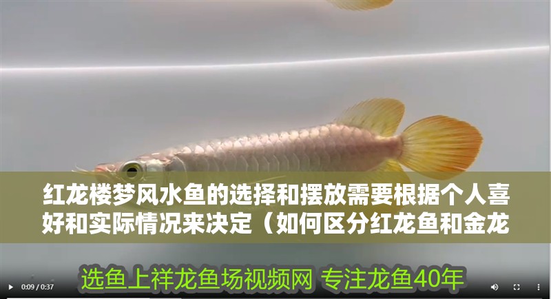 紅龍樓夢風水魚的選擇和擺放需要根據個人喜好和實際情況來決定（如何區分紅龍魚和金龍魚）