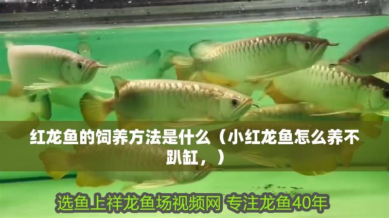 紅龍魚的飼養方法是什么（小紅龍魚怎么養不趴缸，）