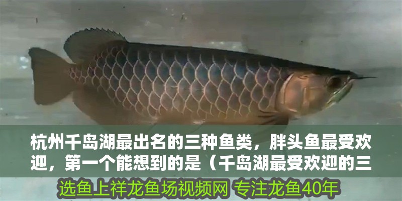 杭州千島湖最出名的三種魚類，胖頭魚最受歡迎，第一個能想到的是（千島湖最受歡迎的三種魚類，胖頭魚最受歡迎，第一個能想到的是魚）