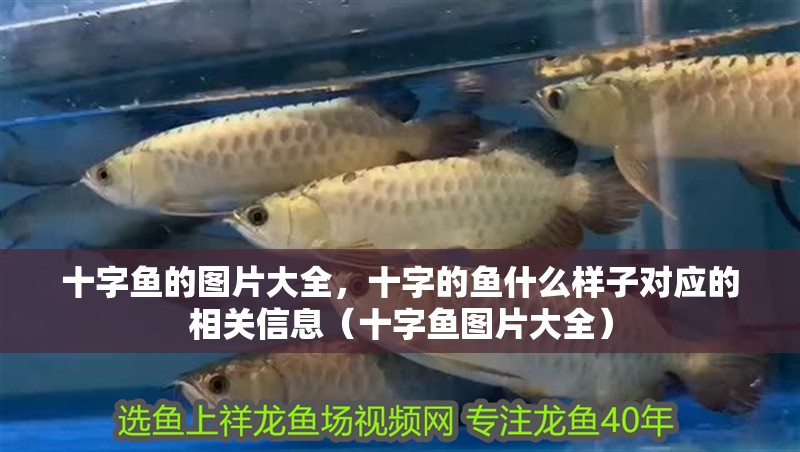 十字魚的圖片大全，十字的魚什么樣子對應的相關信息（十字魚圖片大全）