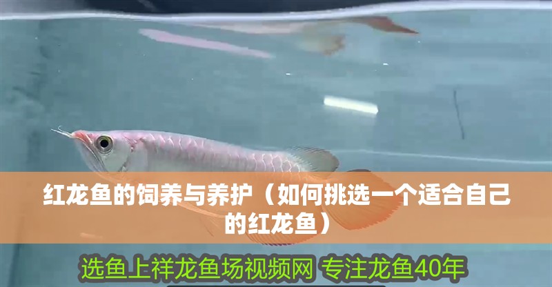 紅龍魚的飼養(yǎng)與養(yǎng)護(hù)（如何挑選一個(gè)適合自己的紅龍魚）