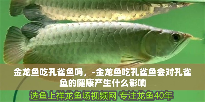 金龍魚吃孔雀魚嗎，-金龍魚吃孔雀魚會對孔雀魚的健康產生什么影響