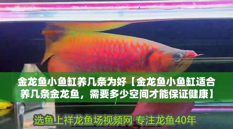 金龍魚小魚缸養幾條為好【金龍魚小魚缸適合養幾條金龍魚，需要多少空間才能保證健康】