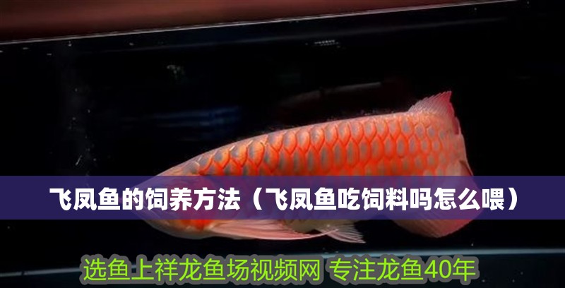 飛鳳魚的飼養(yǎng)方法（飛鳳魚吃飼料嗎怎么喂）