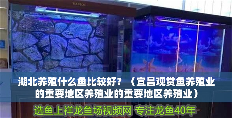 湖北養(yǎng)殖什么魚比較好？（宜昌觀賞魚養(yǎng)殖業(yè)的重要地區(qū)養(yǎng)殖業(yè)的重要地區(qū)養(yǎng)殖業(yè)）
