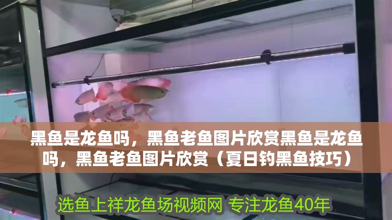 黑魚是龍魚嗎，黑魚老魚圖片欣賞黑魚是龍魚嗎，黑魚老魚圖片欣賞（夏日釣黑魚技巧）