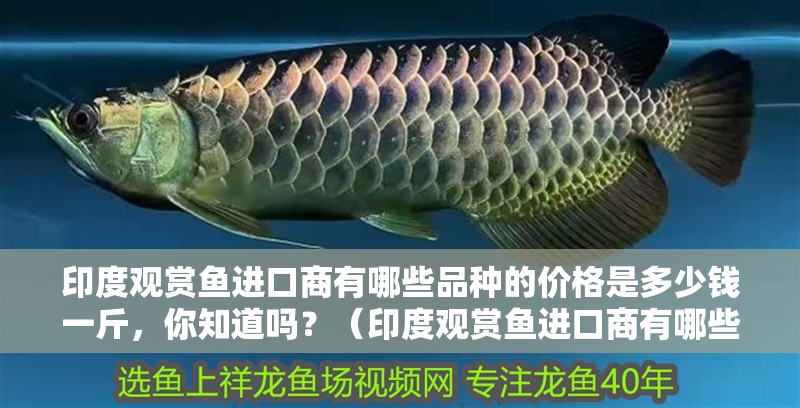 印度觀賞魚進口商有哪些品種的價格是多少錢一斤，你知道嗎？（印度觀賞魚進口商有哪些品種的價格是多少錢一斤）