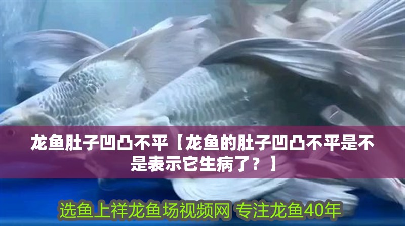 龍魚肚子凹凸不平【龍魚的肚子凹凸不平是不是表示它生病了？】