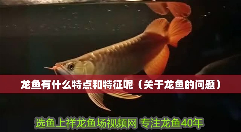 龍魚有什么特點和特征呢（關(guān)于龍魚的問題）