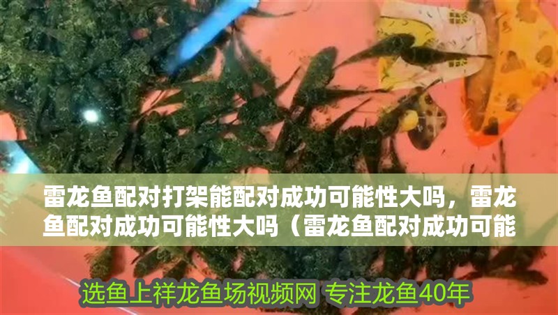 雷龍魚配對打架能配對成功可能性大嗎，雷龍魚配對成功可能性大嗎（雷龍魚配對成功可能性大嗎）