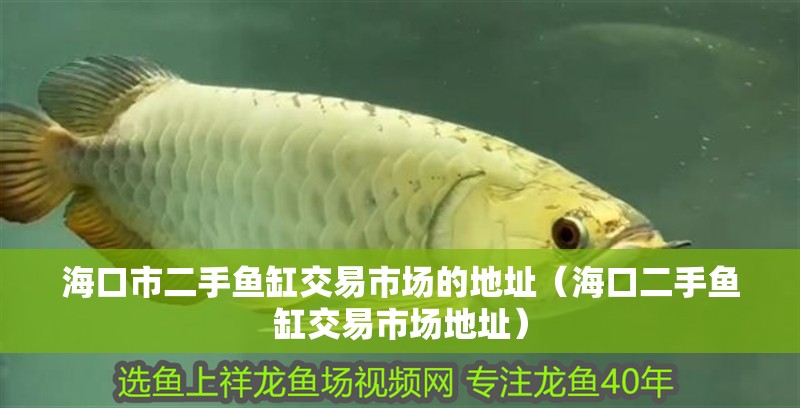 海口市二手魚缸交易市場的地址（海口二手魚缸交易市場地址）