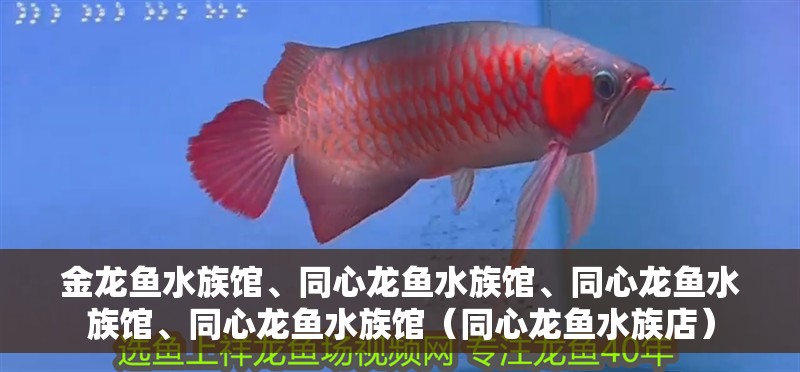 金龍魚水族館、<strong><mark>同心</mark></strong>龍魚水族館、<strong><mark>同心</mark></strong>龍魚水族館、<strong><mark>同心</mark></strong>龍魚水族館（<strong><mark>同心</mark></strong>龍魚水族店）