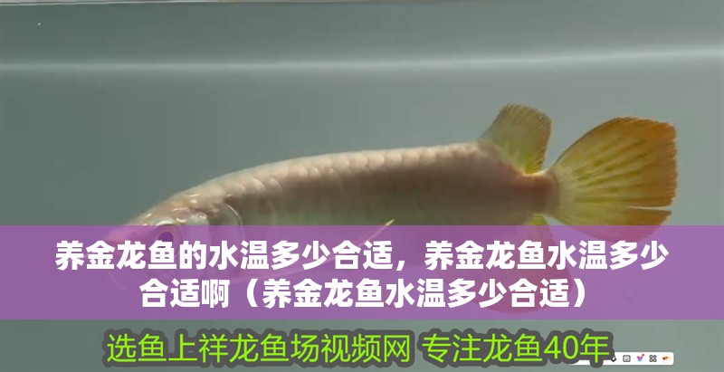 養金龍魚的水溫多少合適，養金龍魚水溫多少合適啊（養金龍魚水溫多少合適）