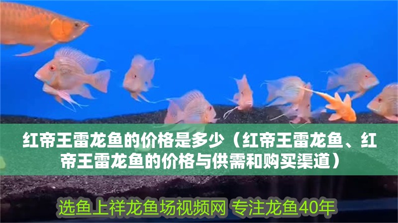 紅帝王雷龍魚的價(jià)格是多少（紅帝王雷龍魚、紅帝王雷龍魚的價(jià)格與供需和購買渠道）