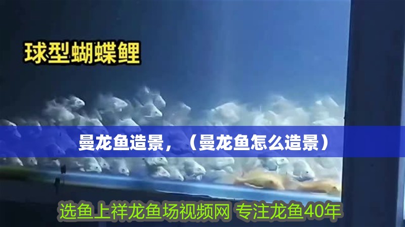 曼龍魚造景，（曼龍魚怎么造景）