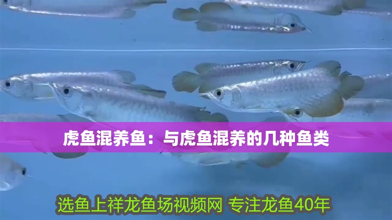 虎魚混養(yǎng)魚：與虎魚混養(yǎng)的幾種魚類