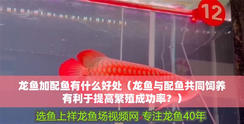 龍魚加配魚有什么好處（龍魚與配魚共同飼養(yǎng)有利于提高繁殖成功率？）