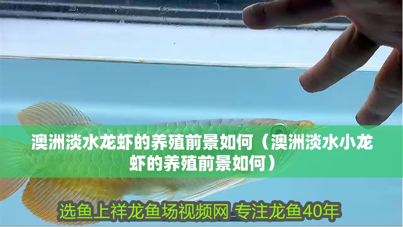 澳洲淡水龍蝦的養殖前景如何（澳洲淡水小龍蝦的養殖前景如何）