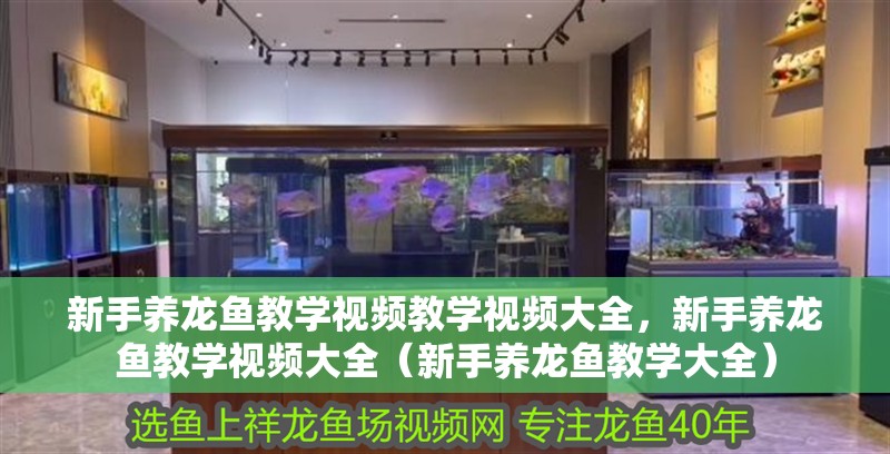 新手養龍魚教學視頻教學視頻大全，新手養龍魚教學視頻大全（新手養龍魚教學大全）