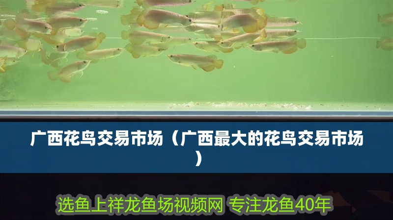 廣西花鳥交易市場（廣西最大的花鳥交易市場）