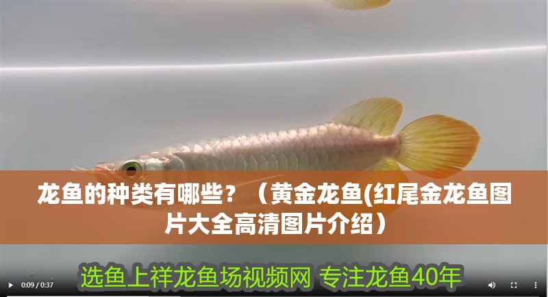 龍魚的種類有哪些？（黃金龍魚(紅尾金龍魚圖片大全高清圖片介紹）