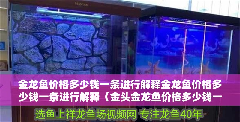 金龍魚價格多少錢一條進行解釋金龍魚價格多少錢一條進行解釋（金頭金龍魚價格多少錢一條）