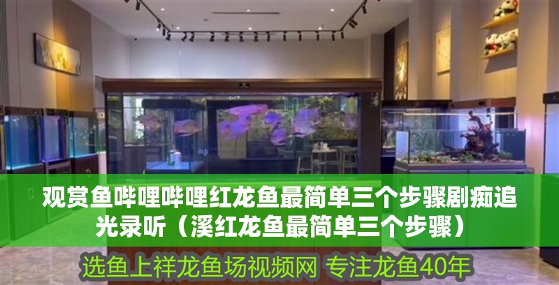 觀賞魚嗶哩嗶哩紅龍魚最簡單三個步驟劇癡追光錄聽（溪紅龍魚最簡單三個步驟）