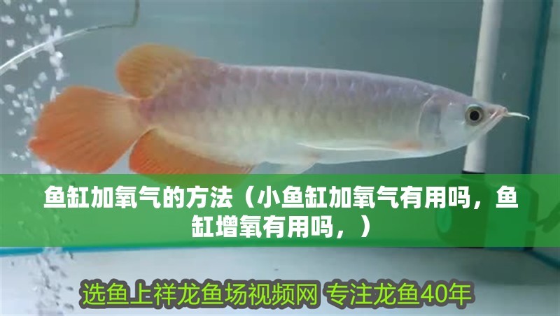 魚(yú)缸加氧氣的方法（小魚(yú)缸加氧氣有用嗎，魚(yú)缸增氧有用嗎，）