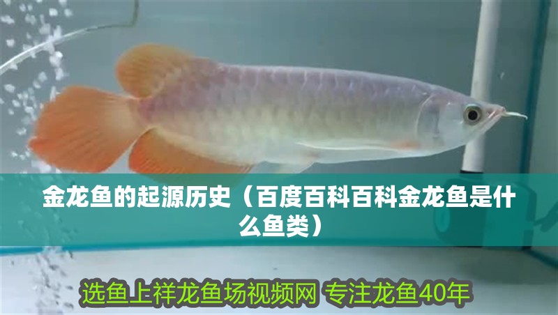 金龍魚的起源歷史（百度百科百科金龍魚是什么魚類）