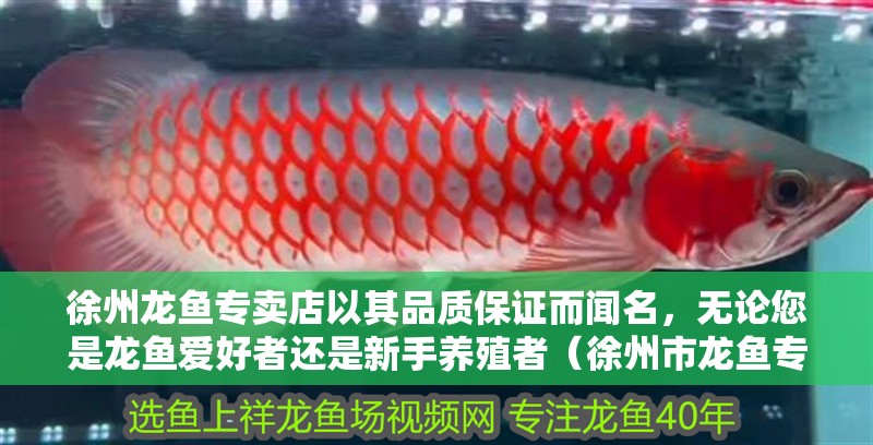 徐州龍魚專賣店以其品質保證而聞名，無論您是龍魚愛好者還是新手養殖者（徐州市龍魚專賣店）
