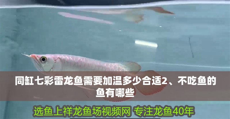 同缸七彩雷龍魚需要加溫多少合適2、不吃魚的魚有哪些
