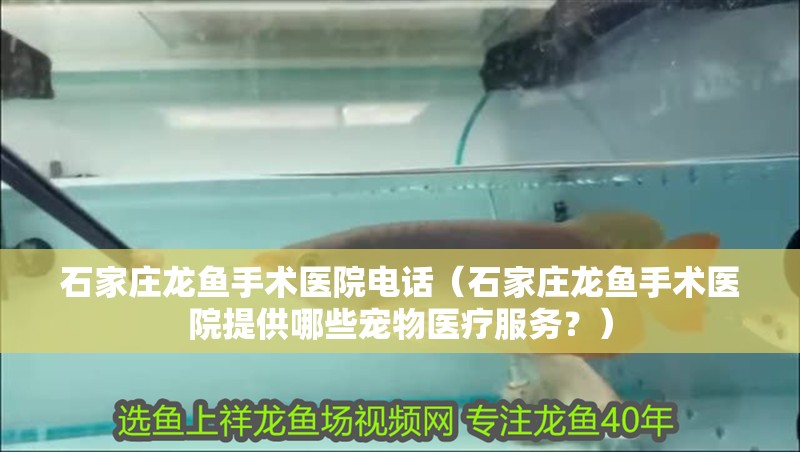 石家莊龍魚手術醫院電話（石家莊龍魚手術醫院提供哪些寵物醫療服務？）