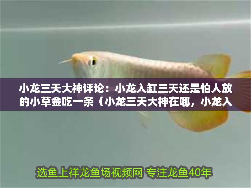 小龍三天大神評論：小龍入缸三天還是怕人放的小草金吃一條（小龍三天大神在哪，小龍入缸三天還是怕人放的小草金吃一條）