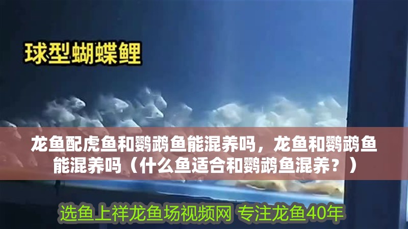 龍魚配虎魚和鸚鵡魚能混養嗎，龍魚和鸚鵡魚能混養嗎（什么魚適合和鸚鵡魚混養？）