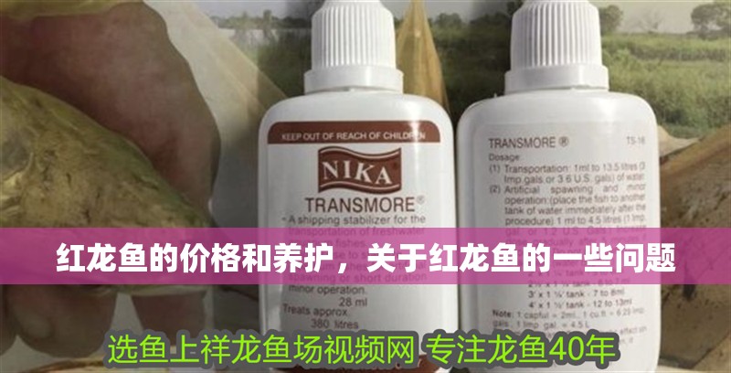 紅龍魚的價格和養護，關于紅龍魚的一些問題
