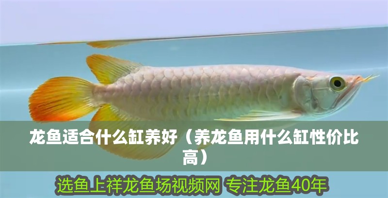 龍魚適合什么缸養(yǎng)好（養(yǎng)龍魚用什么缸性價比高）