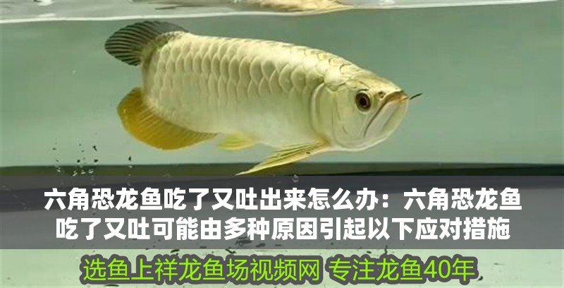 六角恐龍魚吃了又吐出來怎么辦：六角恐龍魚吃了又吐可能由多種原因引起以下應對措施