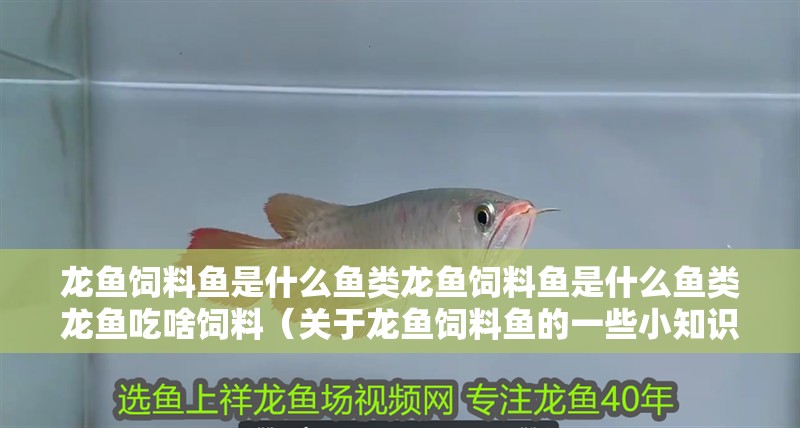 龍魚飼料魚是什么魚類龍魚飼料魚是什么魚類龍魚吃啥飼料（關于龍魚飼料魚的一些小知識）