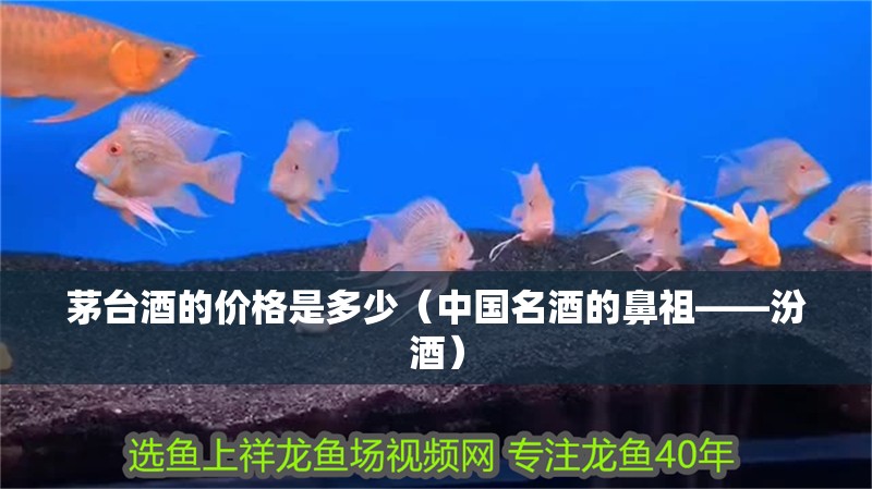 茅臺酒的價格是多少（中國名酒的鼻祖——汾酒）