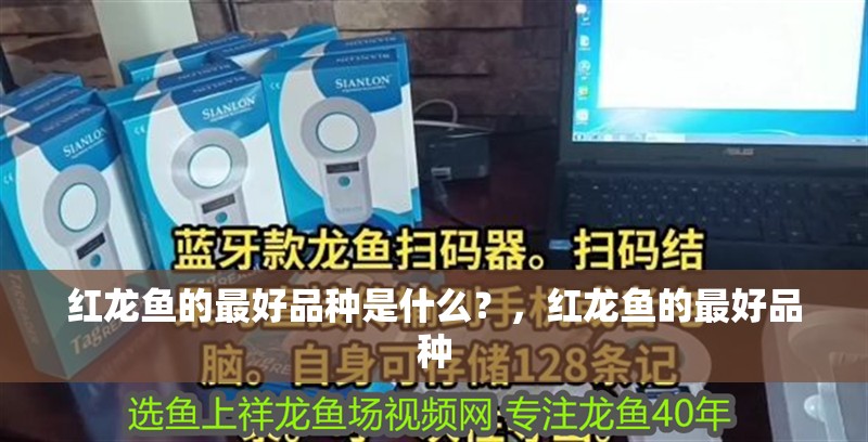 紅龍魚的最好品種是什么？，紅龍魚的最好品種