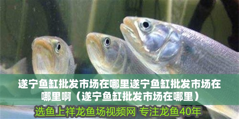 遂寧魚缸批發市場在哪里遂寧魚缸批發市場在哪里?。ㄋ鞂庺~缸批發市場在哪里）