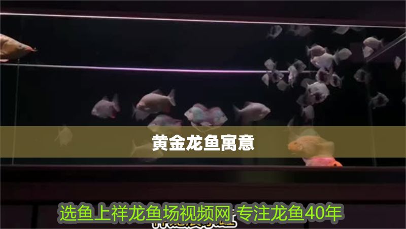 黃金龍魚寓意