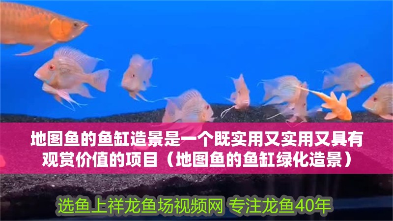 地圖魚的魚缸造景是一個既實用又實用又具有觀賞價值的項目（地圖魚的魚缸綠化造景） 地圖魚的魚缸造景是一個既實用又實用又具有觀賞價值的項目（地圖魚的魚缸綠化造景） 觀賞魚百科