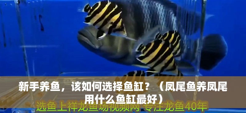 新手養魚，該如何選擇魚缸？（鳳尾魚養鳳尾用什么魚缸最好）
