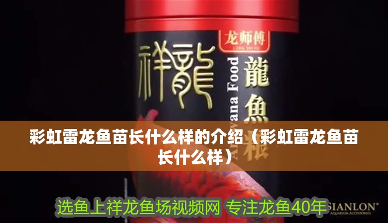 彩虹雷龍魚苗長(zhǎng)什么樣的介紹（彩虹雷龍魚苗長(zhǎng)什么樣）