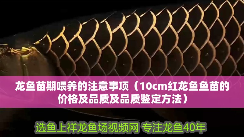 龍魚苗期喂養的注意事項（10cm紅龍魚魚苗的價格及品質及品質鑒定方法）